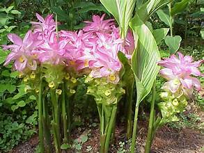 Curcuma elata